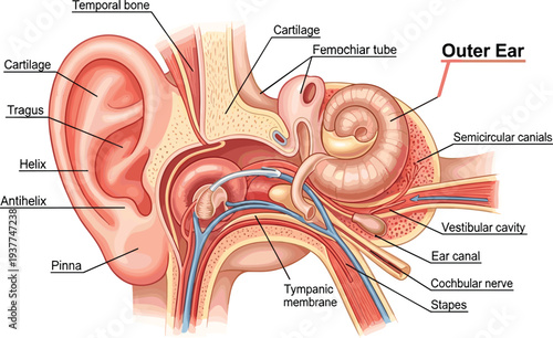 Detailed medical illustration of human ear anatomy showing outer middle and inner ear structures including pinna cochlea and auditory canal.