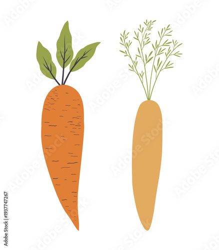 Hand Drawn Carrot Vector. Fresh Organic Vegetable Illustration.