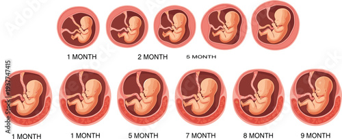 Human fetal development stages set showing embryo growth from one to nine months in womb for pregnancy education and medical infographics
