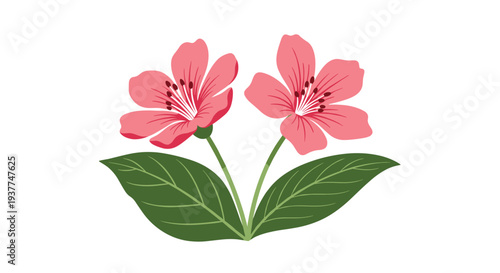 Two pink cherry blossom flowers with dark green leaves on a white background suitable for spring and botanical themes.
