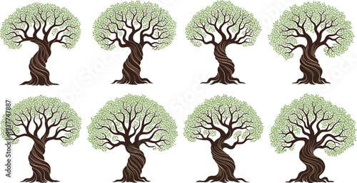 Old twisted olive tree vector illustration set with green leaves and gnarled trunks for Mediterranean garden landscape and organic labels