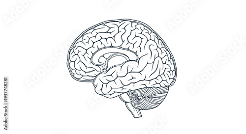 Detailed hand drawn illustration of a human brain in lateral view showing the intricate and complex folds of the cerebral cortex.