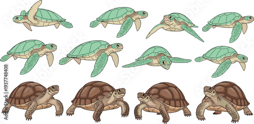 Sea turtle swimming and land tortoise walking set with various reptile poses for marine life education wildlife conservation and nature