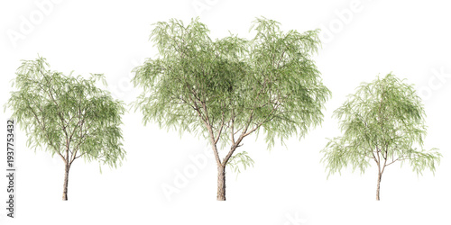 Set of Schinus molle Peruvian pepper trees with airy weeping foliage at different sizes, isolated on light green background for landscape design and architectural visualization