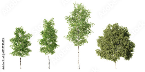 Billede på lærred Silver birch trees with white trunks and lush green crowns in multiple forms, is