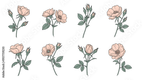 Set of eight hand-drawn delicate pink rose illustrations with green leaves and stems arranged on a clean white background.