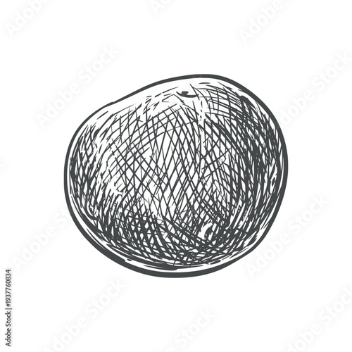 Vector potato sketch. Line drawing of this nutritious root vegetable. Imitation of ink engraving. Hand-drawn. Whole potato on a white background.