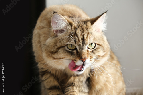 Contented cat squinted looking well fed and licking its lips. Happy beloved pets. Humor, meme expression face. Domestic life
