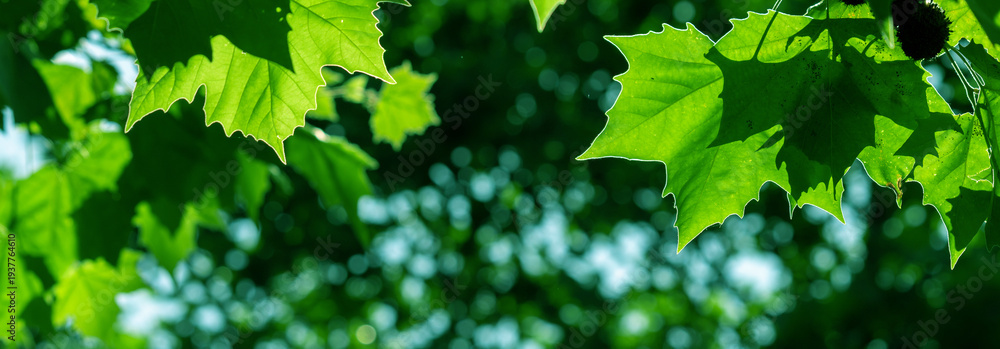 Fototapeta premium Bright Green Leaves in Sunlight – Closeup of Fresh Foliage Against Blurred Background