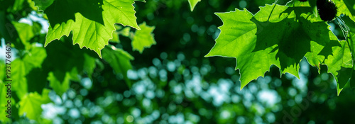 Bright Green Leaves in Sunlight – Closeup of Fresh Foliage Against Blurred Background