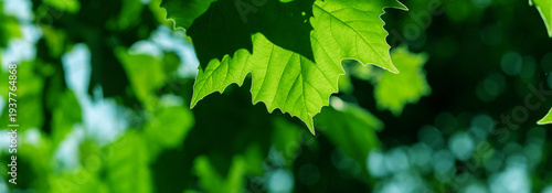 Vibrant green leaves catch sunlight, highlighting detailed veins and serrated...