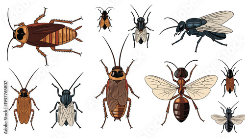 Detailed collection of common household pests and insects including cockroaches, flies, ants, and beetles on a white background.
