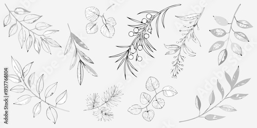 Delicate botanical sketches of various leaves and berry branches