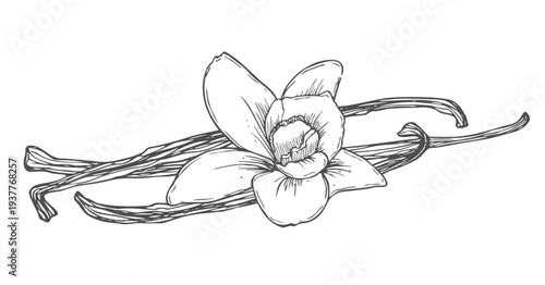Hand drawn vanilla flower and dried beans, detailed sketch in black and white line art design.