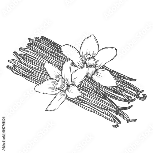 Hand sketched vanilla sticks and vanilla flowers illustration. Aromatic spices collection Vanilla beans in bundle hand drawing.