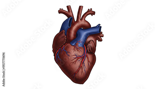 Anatomical illustration of a human heart with detailed valves, arteries, and veins isolated on a white background.