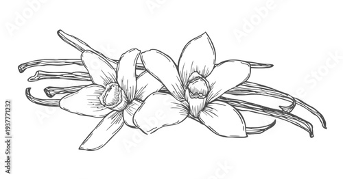 Vanilla Flower with Sticks set. Outline drawing of spice. Vector hand drawn illustration of orchid Flower and pods.