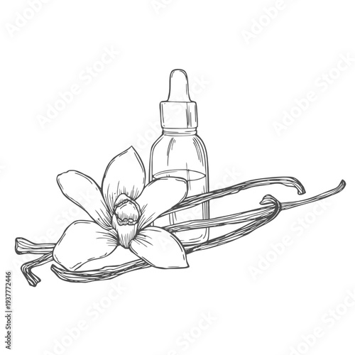 Vanilla Essential Oil with flowers and sticks. Hand drawn vector illustration of vintage transparent Bottle for aroma therapy on white isolated background.