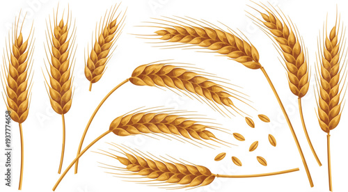 Golden Wheat Ear Vector Set Featuring Ripe Barley Spikes, Grain Seeds, and Agricultural Harvest Elements for Farm and Bakery Design