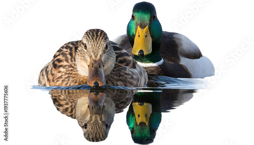 Pair of MallarAlert Australian Red Kangaroo Specimend Ducks Swimming