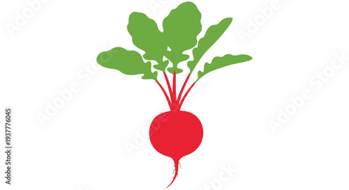 A vibrant illustration of a beetroot with lush green leaves