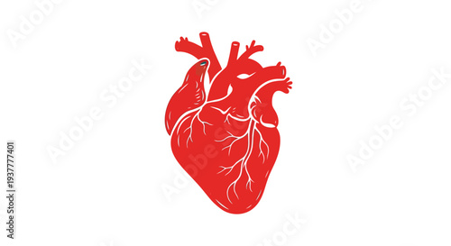 Anatomical illustration of a red human heart with visible vessels