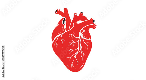 A stylized illustration of a human heart with visible vessels