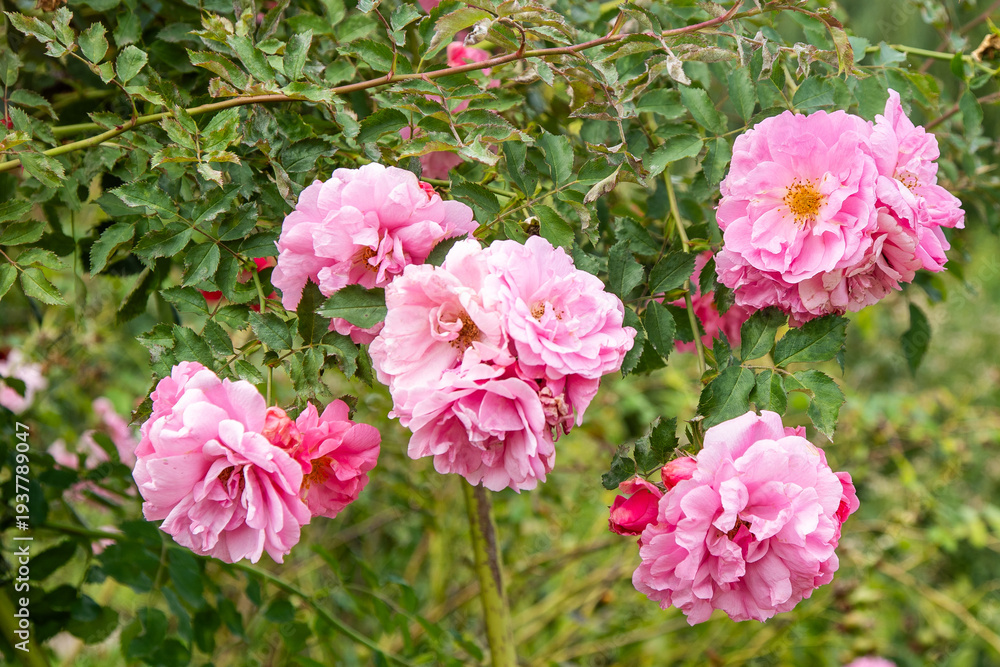 Fototapeta premium Pink Rose Flowers