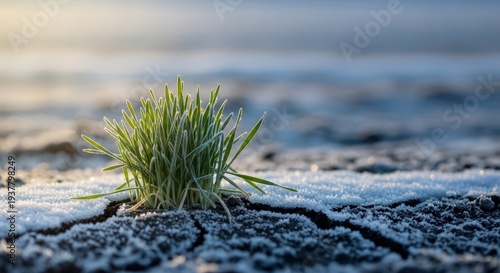 A close-up view of dormant winter grain sprouts pushing through frozen soil and white snow on a very cold seasonal morning, rye, cultivation, chilling