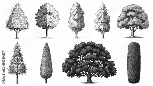 Set of diverse trees natural and abstract forms botanical illustrations and sketches for creative design projects detailed artwork