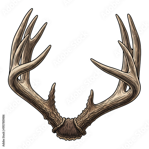 Hand drawn vintage deer antlers illustration isolated on white background for hunting and outdoors