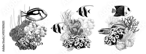 Coral reef groups with fishes