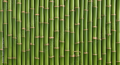 Realistic background of green bamboo stalks arranged vertically, showing natural texture and repeating pattern. Ideal for nature, tropical, eco, zen, and organic design themes.