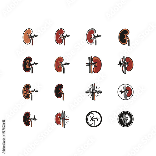 Kidney Disease Stages vector illustration