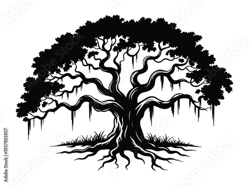 Cypress tree silhouette black vector