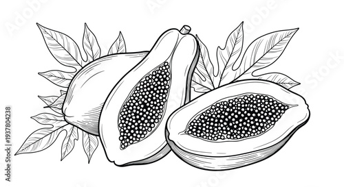 Detailed black and white, hand-drawn vintage-style illustration of a whole papaya and a half papaya showing seeds and leaves.