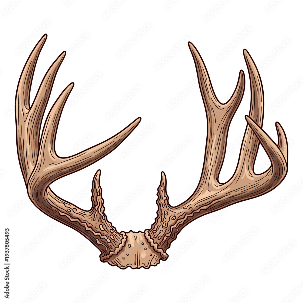 Fototapeta premium Hand drawn vintage deer antlers illustration isolated on white background for hunting and outdoors