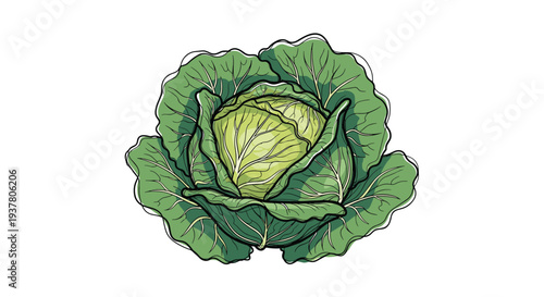 Detailed hand-drawn sketch illustration of a whole fresh green cabbage with detailed leaves, in a vintage engraved style.