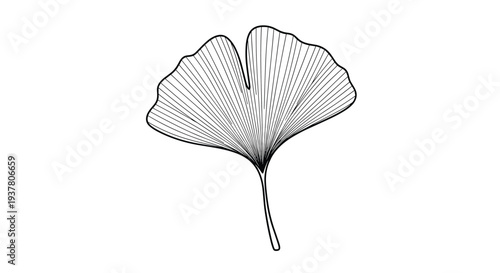Minimalist and elegant black and white line art drawing of a single ginkgo biloba leaf with detailed vein patterns illustration.
