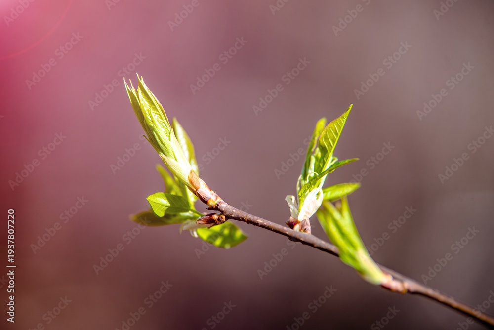 Fototapeta premium Blossoming Bushes in the early spring on a background of blue sky 