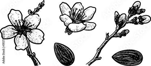 Vintage almond blossom and nut illustration - botanical sketch for design and print