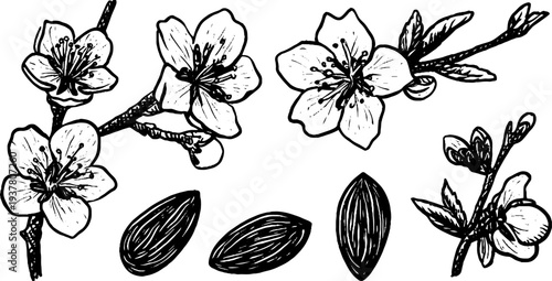 Vintage almond blossom and nut sketch for botanical design and decor