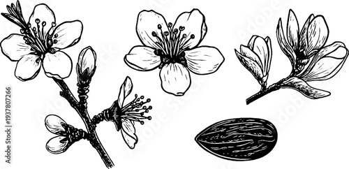 Vintage almond blossom and nut sketch for botanical design and decoration