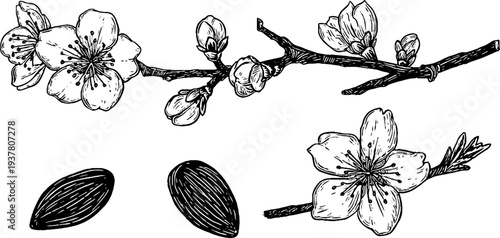 Vintage almond branches and blossoms sketch for retro design projects