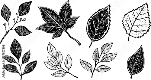 Vintage botanical sketch of birch, willow, and poplar leaves - perfect for retro design projects