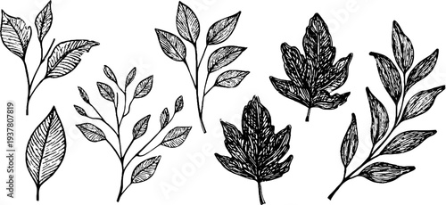 Vintage botanical sketch of birch, willow, and poplar branches for nature design