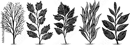 Vintage engraving of birch, willow, and poplar branches for botanical art design