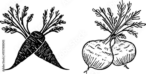 Vintage sketch of carrot root parsnip root and celeriac bulb for retro design