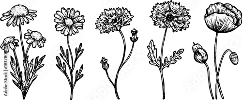 Vintage botanical sketch of chamomile, cornflower, and poppy blooms for design