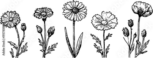 Floral art collection featuring chamomile, cornflower, and poppy for vintage design projects